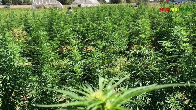 Miyagi & Эндшпиль feat МанТана - Моя Банда смотреть онлайн