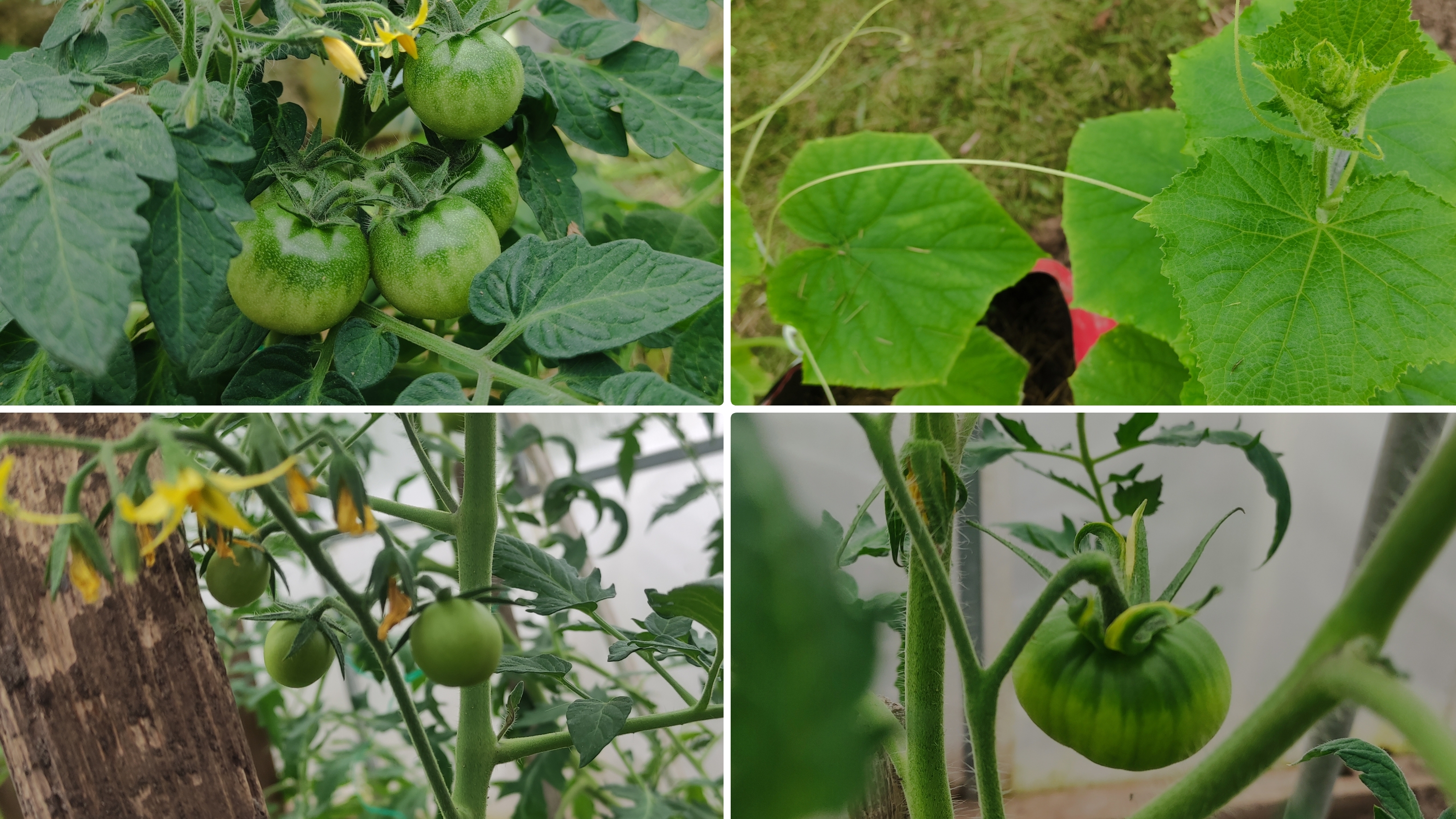 Как себя чувствуют томаты и огурцы высаженные в неотапливаемую теплицу 12 апреля 2025.Город Брянск смотреть онлайн