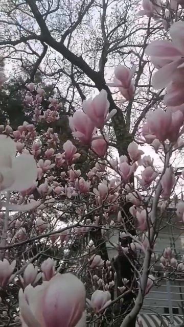 у магнолии не долгий  срок цветения#жизньуморя#музыка#