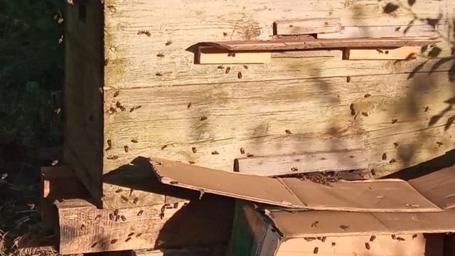 Улей лежак - возможно временно смотреть онлайн