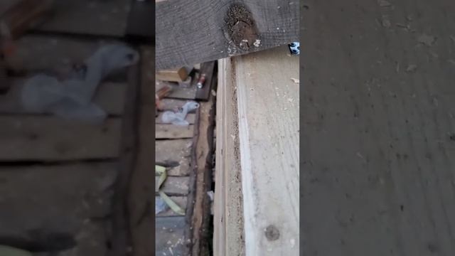 брус повело пока лежал