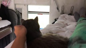 Как перевозить кошку на верхней полке в поезде