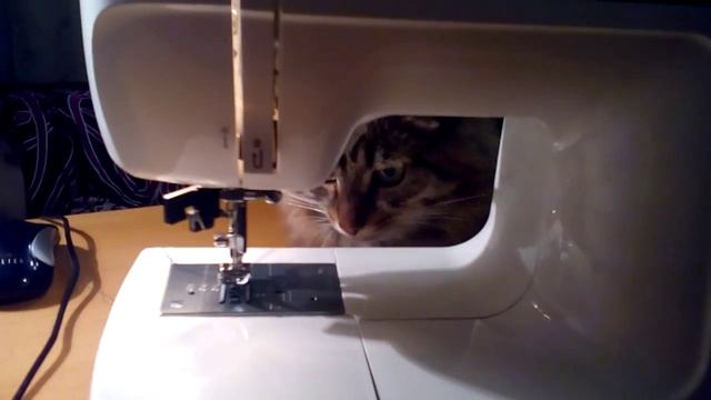Любопытный кот)) смотреть онлайн