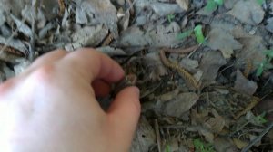 01 - Не Топчите Майских Жуков - 2025