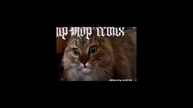 кот паёт таки клипы музыкальные Жанна Фриске кот умер за почки смотреть онлайн