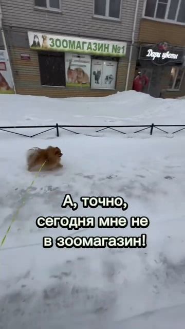 Шпиц поздравляет с 8 марта! #собака #волосатик #шпиц  #8марта #поздравления #веселоенастроение