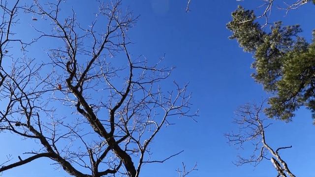 Уссурийская Тайга Дебри Приморье Д.В. 28 октябрь 24 г. о.З