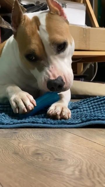 Амстафф как солнце светит #shorts ##staff #amstaff #subscribe смотреть онлайн