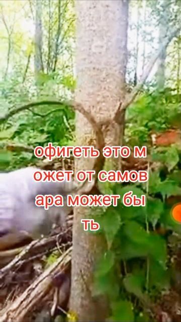 Находка в лесу металлоискателем, лето 2024 смотреть онлайн