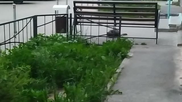 Ежик смотреть онлайн