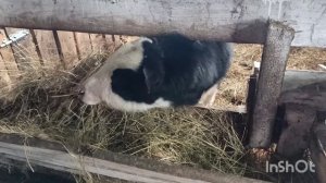 Клички наших телят.