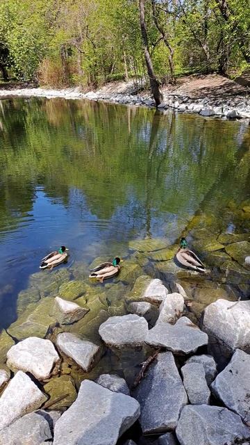 Утиные истории_3 смотреть онлайн