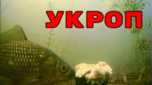 Добавил свежего Укропа в Прикормку! Карась в ВОСТОРГЕ! Подводная съемка