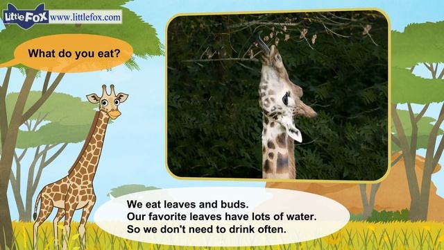 Meet The Animals 16 _ Giraffe _ Wild Animals _ Little Fox _ Animated Stories For