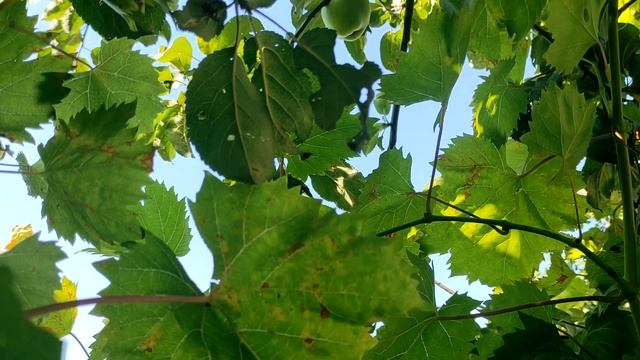 Вот что положить под подушку, чтобы отвернуть беду и п?