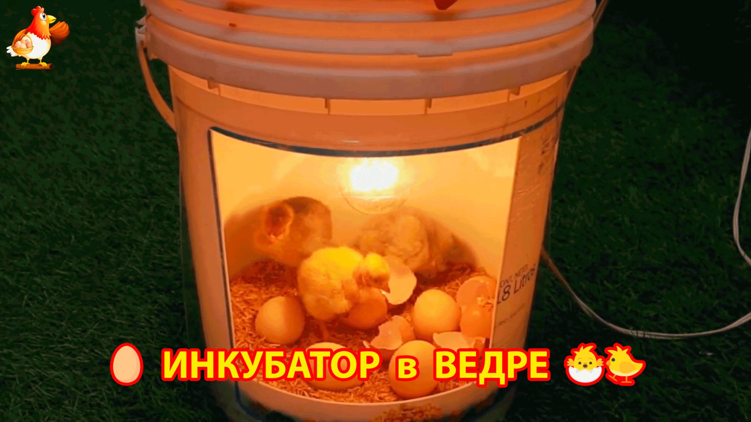 Инкубатор в пластиковом ведре как сделать пошагово и вывести цыплят 🐣🐤🐥