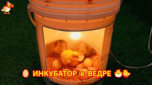Инкубатор в пластиковом ведре как сделать пошагово и вывести цыплят 🐣🐤🐥