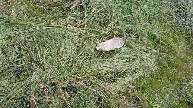 сломал диск триммер об трос смотреть онлайн