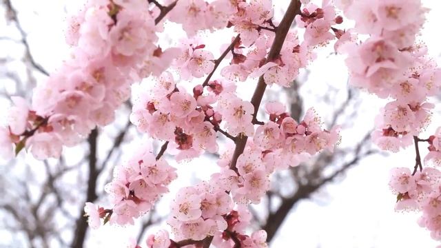 В МОКРОМ БЕЛЬЕ ВЕРНУЛАСЬ К ЖЕНИХУ. Истории из жизни. Ау смотреть онлайн