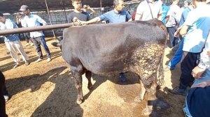 мол бозор худжанд нархи букачахои нигохбори дар бозор