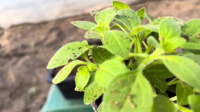 Высаживаю рассаду Висты в балконные ящики. смотреть онлайн