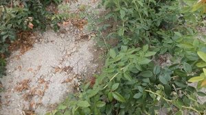 Плетистая роза Темп Модерни. Питомник Роз Полины Козл?