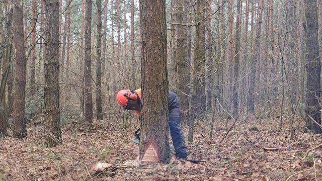 Валка сосны бензопилой Zeus PN 5800-8 смотреть онлайн