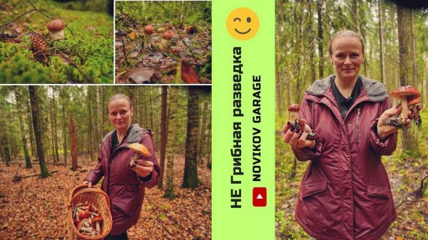 Грибная разведка 28 сентября2024. Всеволожский район.