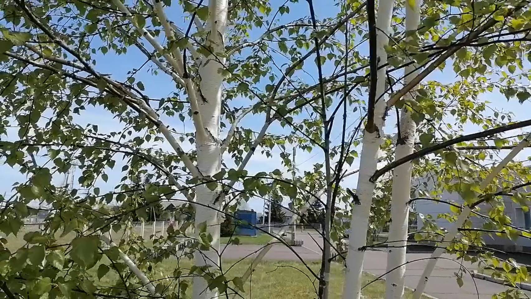 Побродить люблю окрест смотреть онлайн