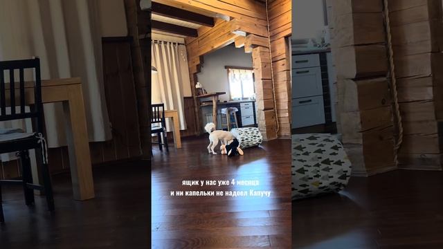 Простой ящик для хранения стал любимой игрушкой Капуч смотреть онлайн