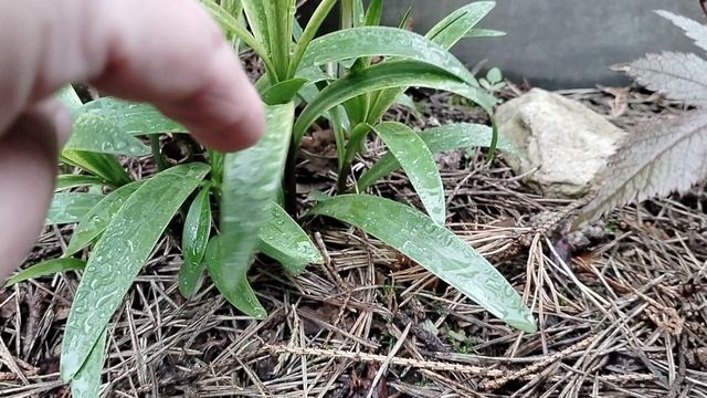 Вместо мартагона оказалась азиатка, да еще и поделилась. смотреть онлайн