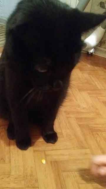 #котики #cat Спокойной ночи!🌙 Завтра пятница! Точно пят? смотреть онлайн