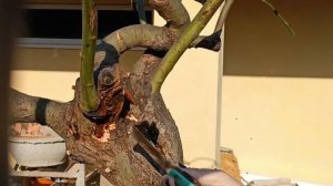 ВРЕДИТЕЛИ ИВЫ. КАК БОРОТЬСЯ?!Не всегда проблема на поверхности