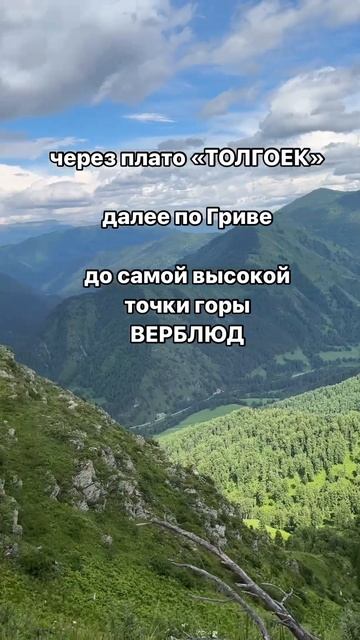 Восхождение на вершину горы «Верблюд»🐫 #конныепрогулки #горныйалтай #лошади #чемал #гораверблюд