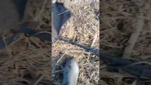 Коп с металлоискателем МД 5090 в деревне, 1 часть