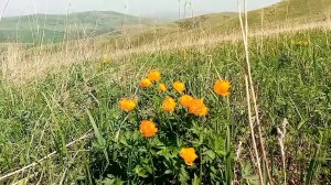 Вспахали огород и прокатились с Лордом в горы