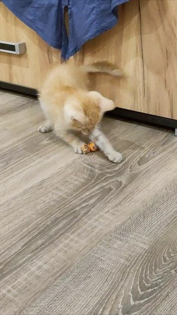 Котенок играет с конфетой. #шорты 4k смотреть онлайн