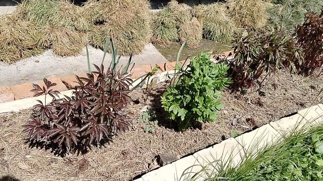 Наши пионы в мае 2025 смотреть онлайн