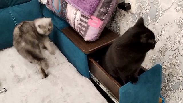 Вася залез в шкаф. смотреть онлайн