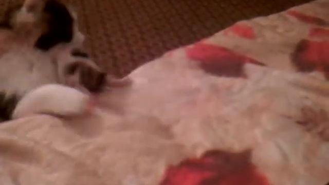 КОШКА И КОТЁНОК смотреть онлайн