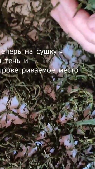Ферментирую Иван-чай смотреть онлайн