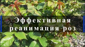 Эффективная реанимация роз