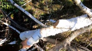 Бензопила STIHL MS 172 C-BE первые впечатления после STIHL MS 180