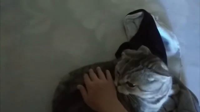 играю песню биг бейби тейпа на своём коте