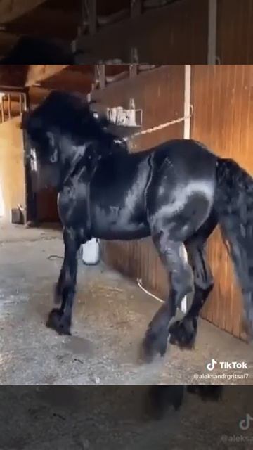 Лошадь скачет. ☺️ смотреть онлайн