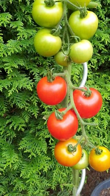 Томаты в вёдрах Shorts Short смотреть онлайн