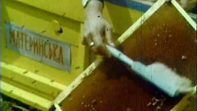 Медовый цветок19XX