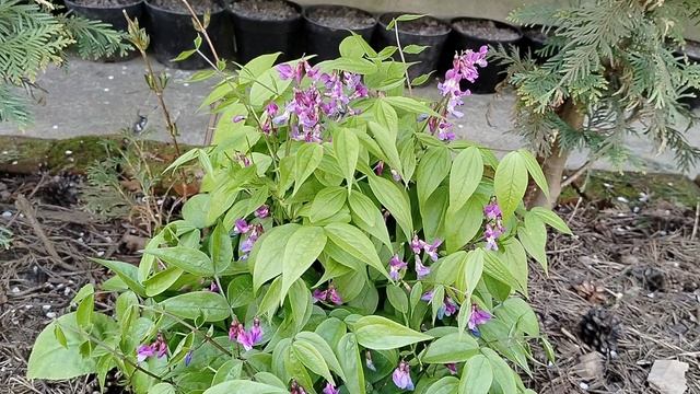 Чина весенняя (Lathyrus vernus) в нашем саду 2025 смотреть онлайн