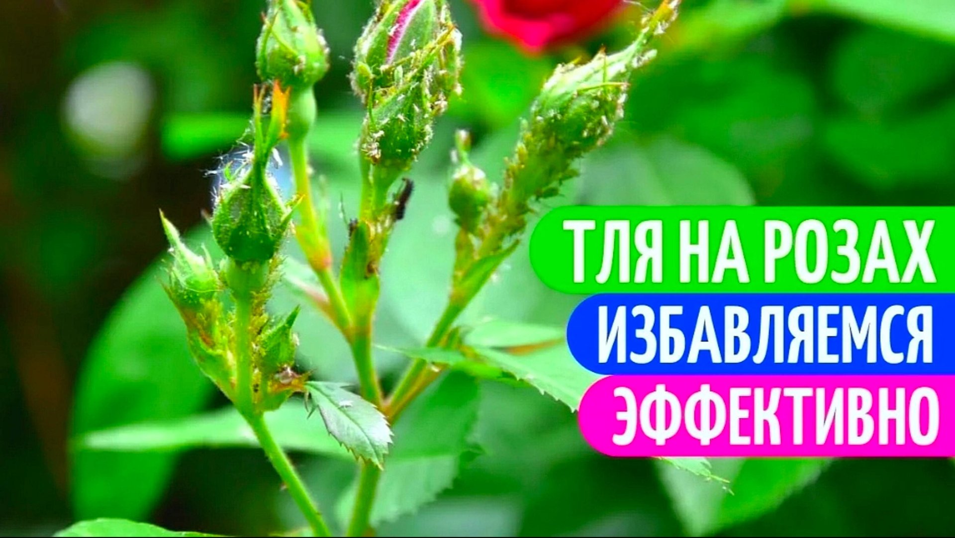 КАК ИЗБАВИТЬСЯ ОТ ТЛИ НА РОЗАХ🌹 смотреть онлайн