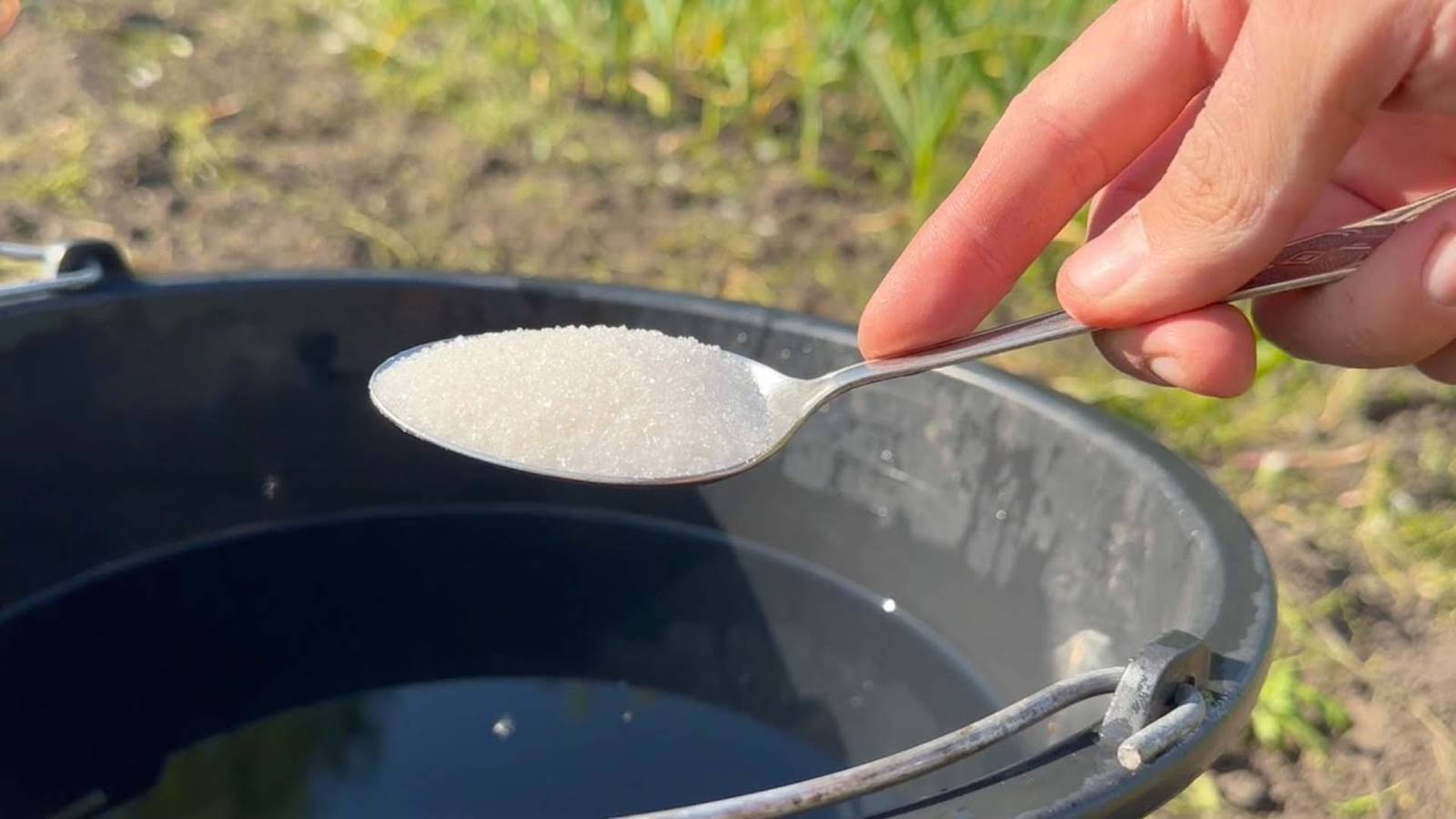 ЛОЖКА НА ВЕДРО ВОДЫ – и земля КАК НОВАЯ! Пролейте этим грунт перед посадкой для супер-урожая! смотреть онлайн